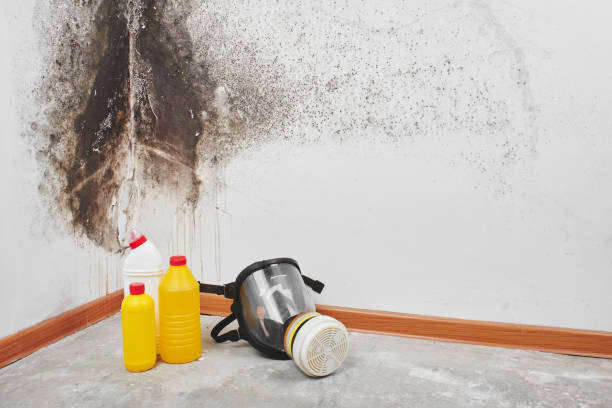 Best Crawl Space Mold Removal  in Elmira Heights, NY