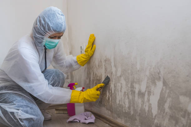 Best Toxic Mold Removal  in Elmira Heights, NY