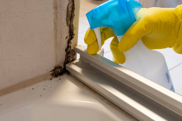 Best Best Mold Removal Companies  in Elmira Heights, NY