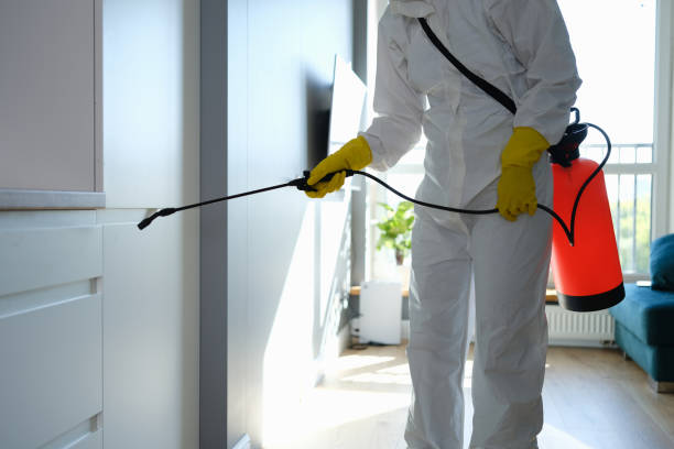 Best Certified Mold Removal  in Elmira Heights, NY