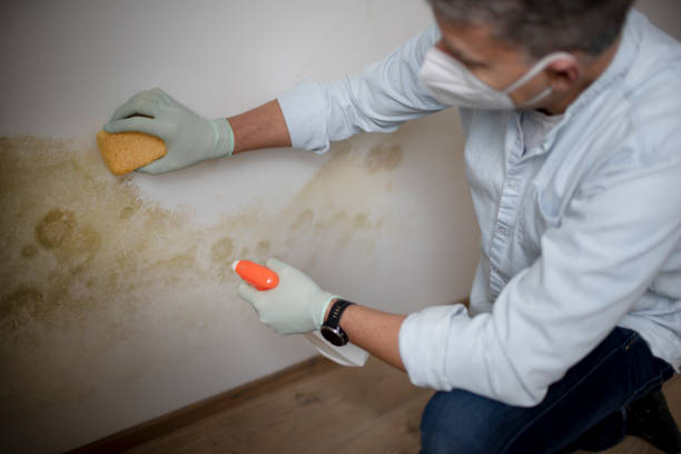 Best Professional Mold Removal  in Elmira Heights, NY