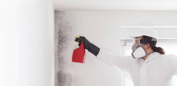 Best Attic Mold Removal  in Elmira Heights, NY