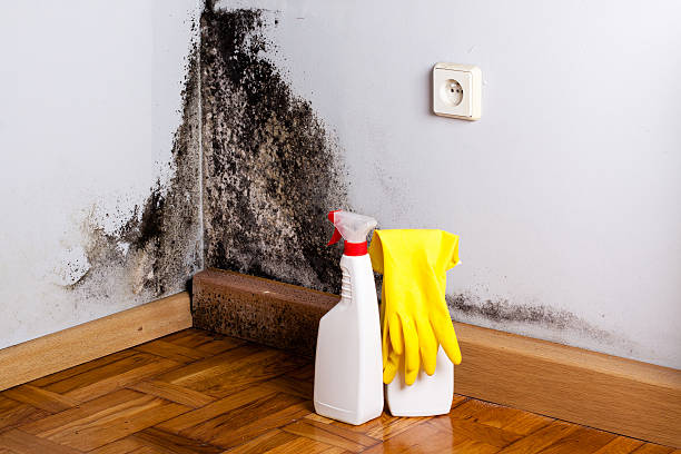 Best Toxic Mold Removal  in Elmira Heights, NY