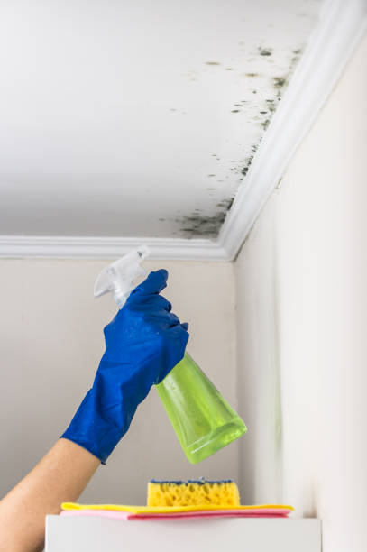 Best Mold Removal and Inspection  in Elmira Heights, NY